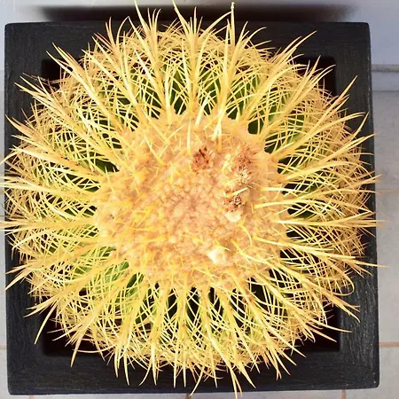 וילה Eslanzarote Kalima *